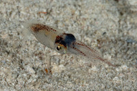 Abralia veranyi (Gianteye Squid)
