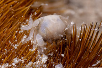 Dissodactylus primitivus (Heart Urchin Pea Crab)