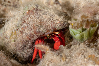 Paguristes cadenati (Red Reef Hermit Crab)