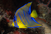 Holacanthus ciliaris (Queen Angelfish)