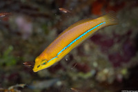 Halichoeres garnoti (Yellowhead Wrasse)