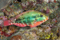 Sparisoma aurofrenatum (Redband Parrotfish)