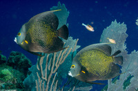 Pomacanthus paru (French Angelfish)