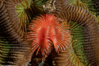Pomatostegus stellatus (Star Horseshoe Worm)