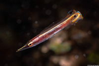 Lucayablennius zingaro (Arrow Blenny)