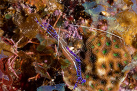 Ancylomenes pedersoni (Pederson Cleaner Shrimp)