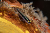 Elacatinus louisae (Spotlight Goby)