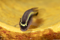 Elacatinus evelynae (Sharknose Goby)