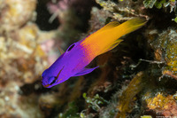 Gramma loreto (Fairy Basslet)