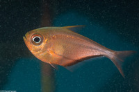 Pempheris schomburgkii (Glassy Sweeper)