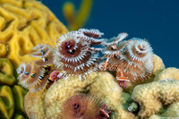 Spirobranchus giganteus (Christmas Tree Worm)