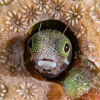 Acanthemblemaria spinosa (Spinyhead Blenny)