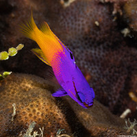 Gramma loreto (Fairy Basslet)