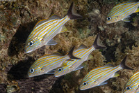 Haemulon carbonarium (Caesar Grunt)