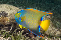 Holacanthus ciliaris (Queen Angelfish)