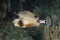 Lactophrys triqueter (Smooth Trunkfish)