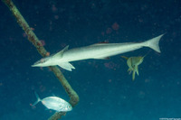 Echeneis neucratoides (Whitefin Sharksucker)