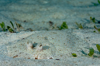 Bothus lunatus (Peacock Flounder)