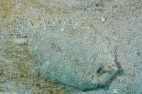 Bothus ocellatus (Eyed Flounder)