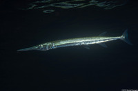 Tylosurus crocodilus (Houndfish)