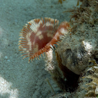 Anamobaea orstedii (Splitcrown Feather Duster)