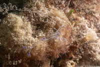 Ancylomenes pedersoni (Pederson Cleaner Shrimp)