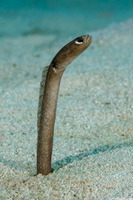 Heteroconger longissimus (Brown Garden Eel)
