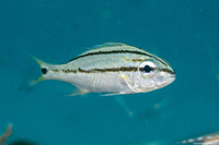 Haemulon flavolineatum (French Grunt)