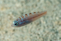 Serranus tortugarum (Chalk Bass)