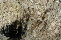 Nes longus (Orangespotted Goby)