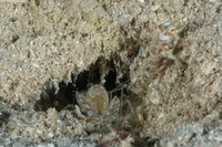 Alpheus cf. floridanus (Sand Snapping Shrimp)