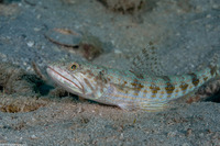 Synodus intermedius (Sand Diver)