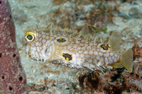 Chilomycterus antillarum (Web Burrfish)