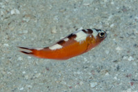 Serranus tabacarius (Tobaccofish)