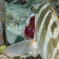 Ancylomenes pedersoni (Pederson Cleaner Shrimp)