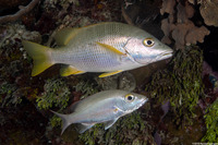 Lutjanus apodus (Schoolmaster)