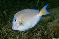 Acanthurus coeruleus (Blue Tang)