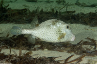 Lactophrys bicaudalis (Spotted Trunkfish)