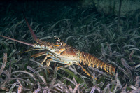 Panulirus argus (Caribbean Spiny Lobster)