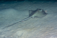 Hypanus americanus (Southern Stingray)