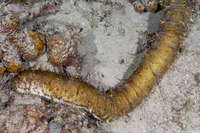 Holothuria thomasi (Tiger Tail Sea Cucumber)