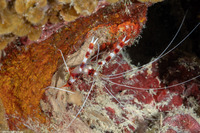 Stenopus hispidus (Banded Coral Shrimp)