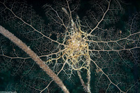 Astrophyton muricatum (Giant Basket Star)