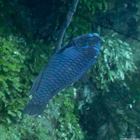 Scarus coelestinus (Midnight Parrotfish)