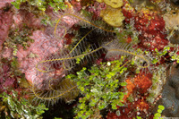 Analcidometra armata (Beaded Crinoid)