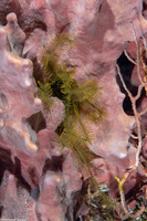 Davidaster rubiginosus (Golden Crinoid)