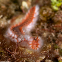 Hermodice carunculata (Bearded Fireworm)