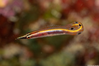 Lucayablennius zingaro (Arrow Blenny)