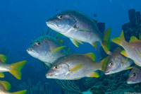 Lutjanus apodus (Schoolmaster)