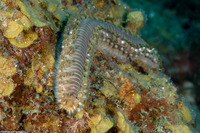 Hermodice carunculata (Bearded Fireworm)